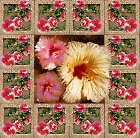 HIBISCUS BLESSINGS