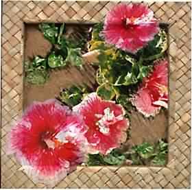 HIBISCUS JAMBOREE