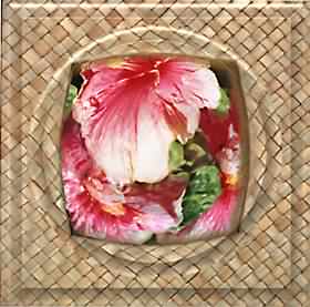 HIBISCUS VISION