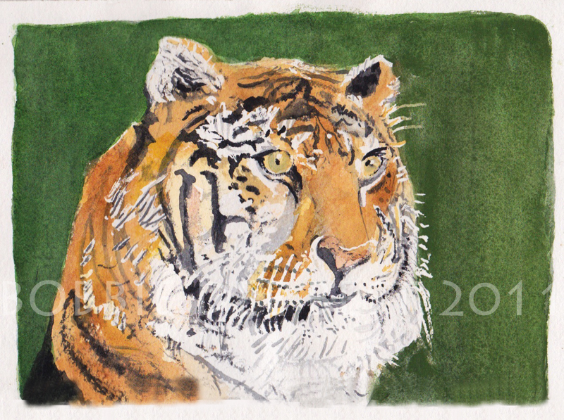 TIGER